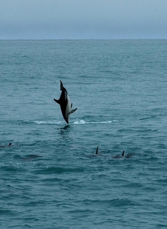 DSC_2440.JPG