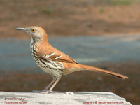 Brown Thrasher