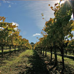 Benziger Winery (November 2005)